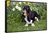 Basset Hound (Young Male) Standing by Daffodils, Woodstock, Connecticut, USA-Lynn M^ Stone-Framed Stretched Canvas