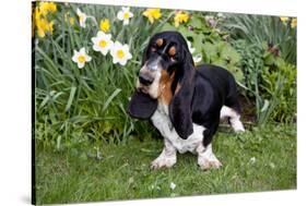 Basset Hound (Young Male) Standing by Daffodils, Woodstock, Connecticut, USA-Lynn M^ Stone-Stretched Canvas
