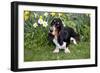 Basset Hound (Young Male) Standing by Daffodils, Woodstock, Connecticut, USA-Lynn M^ Stone-Framed Photographic Print