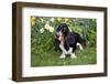 Basset Hound (Young Male) Standing by Daffodils, Woodstock, Connecticut, USA-Lynn M^ Stone-Framed Photographic Print