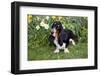 Basset Hound (Young Male) Standing by Daffodils, Woodstock, Connecticut, USA-Lynn M^ Stone-Framed Photographic Print