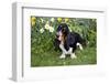 Basset Hound (Young Male) Standing by Daffodils, Woodstock, Connecticut, USA-Lynn M^ Stone-Framed Photographic Print