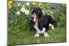 Basset Hound (Young Male) Standing by Daffodils, Woodstock, Connecticut, USA-Lynn M^ Stone-Mounted Photographic Print
