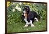 Basset Hound (Young Male) Standing by Daffodils, Woodstock, Connecticut, USA-Lynn M^ Stone-Framed Photographic Print