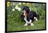 Basset Hound (Young Male) Standing by Daffodils, Woodstock, Connecticut, USA-Lynn M^ Stone-Framed Photographic Print