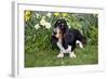 Basset Hound (Young Male) Standing by Daffodils, Woodstock, Connecticut, USA-Lynn M^ Stone-Framed Photographic Print