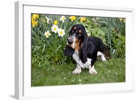 Basset Hound (Young Male) Standing by Daffodils, Woodstock, Connecticut, USA-Lynn M^ Stone-Framed Photographic Print