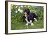 Basset Hound (Young Male) Standing by Daffodils, Woodstock, Connecticut, USA-Lynn M^ Stone-Framed Photographic Print