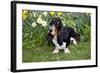 Basset Hound (Young Male) Standing by Daffodils, Woodstock, Connecticut, USA-Lynn M^ Stone-Framed Photographic Print