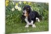 Basset Hound (Young Male) Standing by Daffodils, Woodstock, Connecticut, USA-Lynn M^ Stone-Mounted Photographic Print