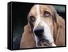 Basset Hound-Lynn M^ Stone-Framed Stretched Canvas