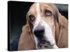 Basset Hound-Lynn M^ Stone-Stretched Canvas