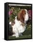 Basset Hound-Lynn M^ Stone-Framed Stretched Canvas