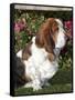 Basset Hound-Lynn M^ Stone-Framed Stretched Canvas