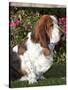 Basset Hound-Lynn M^ Stone-Stretched Canvas