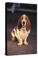 Basset Hound-DLILLC-Stretched Canvas