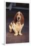 Basset Hound-DLILLC-Framed Photographic Print