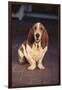 Basset Hound-DLILLC-Framed Photographic Print