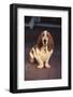 Basset Hound-DLILLC-Framed Photographic Print