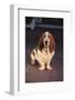 Basset Hound-DLILLC-Framed Photographic Print