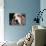 Basset Hound-Lynn M^ Stone-Photographic Print displayed on a wall