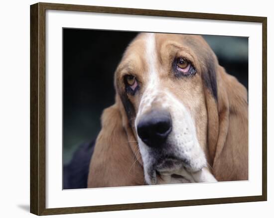 Basset Hound-Lynn M^ Stone-Framed Photographic Print