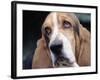 Basset Hound-Lynn M^ Stone-Framed Photographic Print