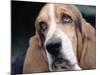 Basset Hound-Lynn M^ Stone-Mounted Photographic Print