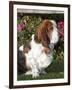 Basset Hound-Lynn M^ Stone-Framed Photographic Print