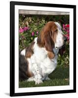 Basset Hound-Lynn M^ Stone-Framed Photographic Print