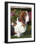 Basset Hound-Lynn M^ Stone-Framed Photographic Print