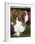 Basset Hound-Lynn M^ Stone-Framed Photographic Print