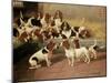 Basset Hounds in a Kennel, 1894-Valentine Thomas Garland-Mounted Giclee Print