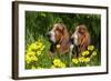 Basset Hounds in Spring Grasses-Zandria Muench Beraldo-Framed Photographic Print