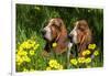 Basset Hounds in Spring Grasses-Zandria Muench Beraldo-Framed Premium Photographic Print