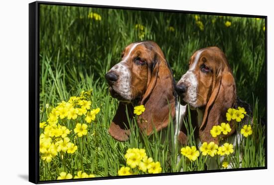 Basset Hounds in Spring Grasses-Zandria Muench Beraldo-Framed Stretched Canvas