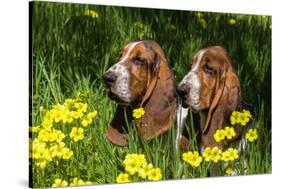 Basset Hounds in Spring Grasses-Zandria Muench Beraldo-Stretched Canvas