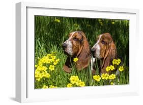 Basset Hounds in Spring Grasses-Zandria Muench Beraldo-Framed Photographic Print