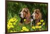 Basset Hounds in Spring Grasses-Zandria Muench Beraldo-Framed Photographic Print