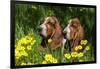 Basset Hounds in Spring Grasses-Zandria Muench Beraldo-Framed Photographic Print