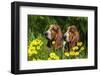 Basset Hounds in Spring Grasses-Zandria Muench Beraldo-Framed Photographic Print