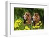 Basset Hounds in Spring Grasses-Zandria Muench Beraldo-Framed Photographic Print