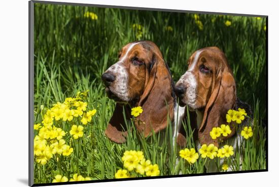 Basset Hounds in Spring Grasses-Zandria Muench Beraldo-Mounted Photographic Print