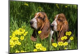 Basset Hounds in Spring Grasses-Zandria Muench Beraldo-Mounted Photographic Print