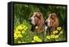 Basset Hounds in Spring Grasses-Zandria Muench Beraldo-Framed Stretched Canvas