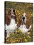 Basset Hounds in Wildflowers-Lynn M^ Stone-Stretched Canvas