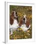 Basset Hounds in Wildflowers-Lynn M^ Stone-Framed Photographic Print