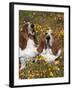 Basset Hounds in Wildflowers-Lynn M^ Stone-Framed Photographic Print