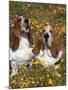 Basset Hounds in Wildflowers-Lynn M^ Stone-Mounted Photographic Print