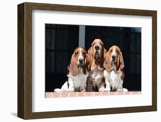 Basset Hounds on Red Brick Patio-Zandria Muench Beraldo-Framed Photographic Print